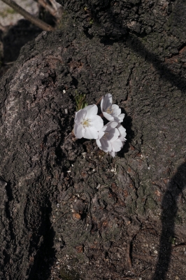 soku_26410.jpg :: 植物 花 桜 木の幹 サクラ 