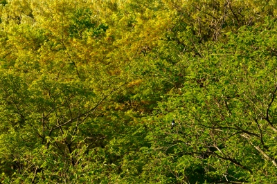 soku_26416.jpg :: 風景 自然 樹木 