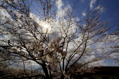 soku_26431.jpg :: 桜 さくらの木 