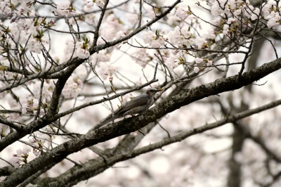 soku_26432.jpg :: 桜 さくらの木 