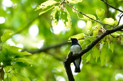 soku_26459.jpg :: 動物 鳥 野鳥 自然の鳥 オオルリ 