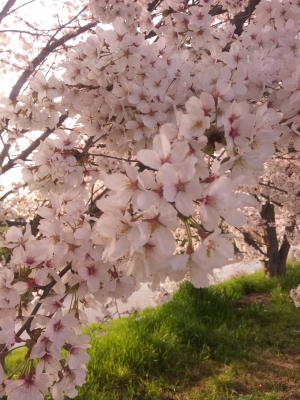 soku_26500.jpg :: 植物 花 桜 サクラ 