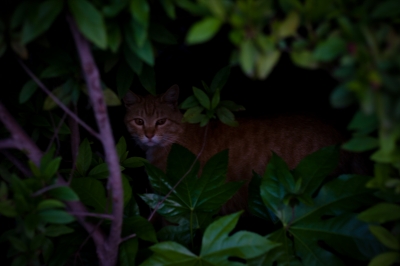 soku_26526.jpg :: 動物 哺乳類 猫 木の影にネコ 