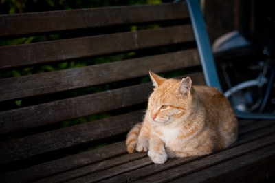 soku_26554.jpg :: 動物 哺乳類 猫 ネコのベンチ 