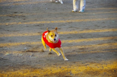 soku_26629.jpg :: 動物 ペット 犬 
