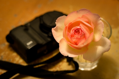 soku_26654.jpg :: バラとカメラ 