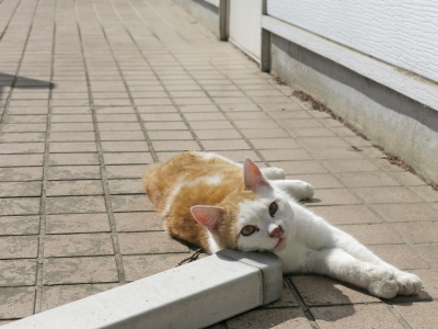 soku_26680.jpg :: PowerShotG15 コンデジ埼玉 lock 動物 哺乳類 猫 ネコ 