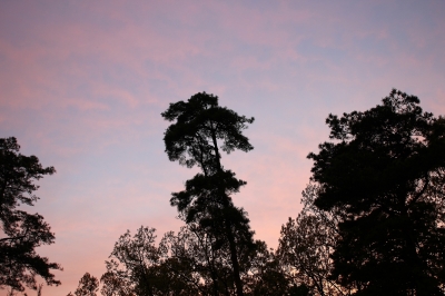 soku_26711.jpg :: 風景 自然 空 日の出前 ブルーアワー 