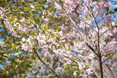 soku_26720.jpg :: 植物 花 桜 サクラ 