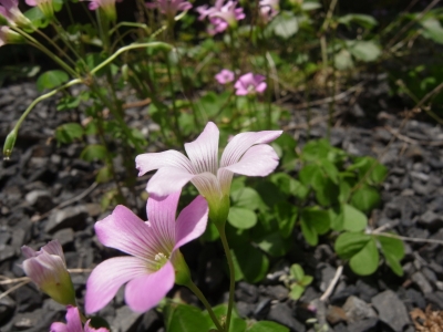 soku_26741.jpg :: 植物 花 ピンクの花 