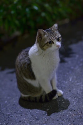 soku_26746.jpg :: 動物 哺乳類 猫 ネコ 