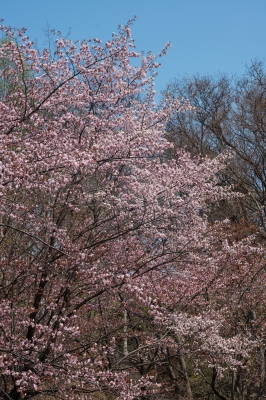 soku_26756.jpg :: 植物 花 桜 サクラ 