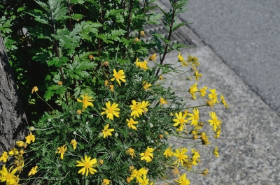soku_26767.jpg :: 植物 花 黄色い花 