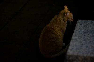 soku_26785.jpg :: 動物 哺乳類 猫 ネコ 