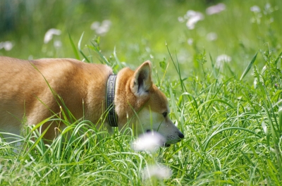 soku_26805.jpg :: 犬と草原 
