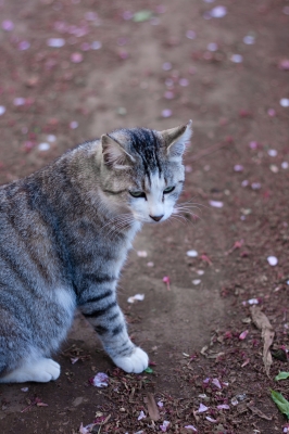 soku_26808.jpg :: 動物 哺乳類 猫 ネコ 