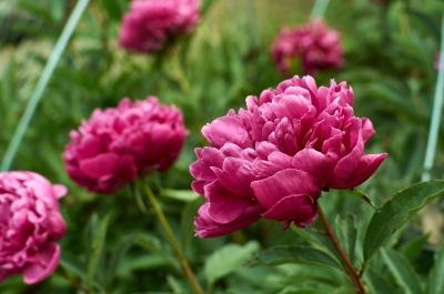 soku_26898.jpg :: 植物 花 ピンクの花 