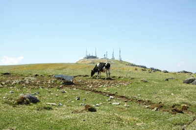 soku_26912.jpg :: 動物 家畜 乳牛 風景 自然 草原 