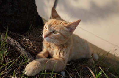 soku_26938.jpg :: 動物 哺乳類 猫 ネコ 