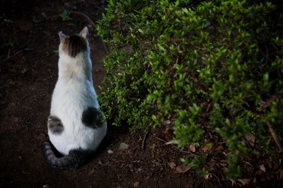 soku_26950.jpg :: 動物 哺乳類 猫 ネコの後ろ姿 
