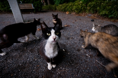 soku_26957.jpg :: 動物 哺乳類 猫 ネコ軍団 