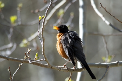 soku_26965.jpg ::  Onion Valley California 動物 鳥 野鳥 自然の鳥 