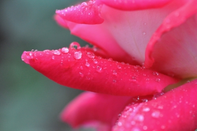 soku_27003.jpg :: 薔薇の花びら 雫 