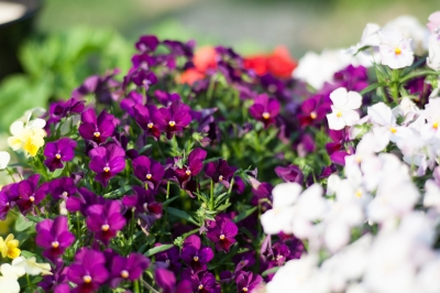 soku_27028.jpg :: 植物 花 紫の花 