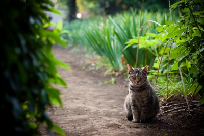 soku_27062.jpg :: 動物 哺乳類 猫 ネコ 