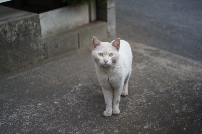 soku_27086.jpg :: 動物 哺乳類 猫 ネコ 