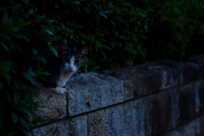 soku_27104.jpg :: 猫が塀から 