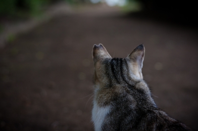 soku_27112.jpg :: 動物 哺乳類 猫 ネコ 