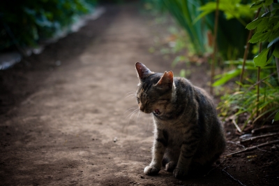 soku_27113.jpg :: 動物 哺乳類 猫 ネコ 