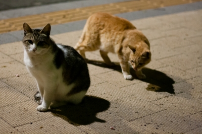soku_27157.jpg :: 猫とネコ 