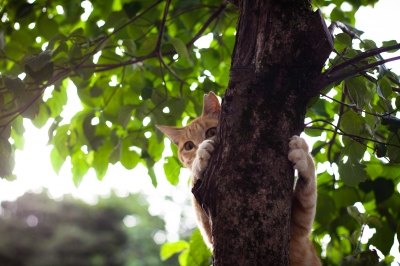 soku_27221.jpg :: 猫の木登り 