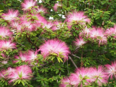 soku_27224.jpg :: 植物 花 ピンクの花 