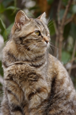 soku_27256.jpg :: 動物 哺乳類 猫 ネコ 