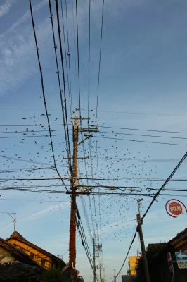 soku_27349.jpg :: 建築 建造物 電柱 電線 動物 鳥 野鳥 自然の鳥 