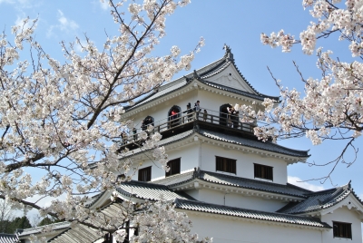 soku_27363.jpg :: 建築 建造物 城 風景 花 桜 サクラ 