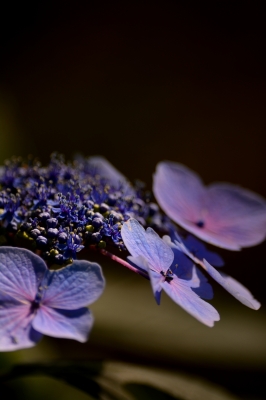 soku_27384.jpg :: 植物 花 紫陽花 アジサイ 