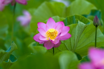 soku_27389.jpg :: 植物 花 ピンクの花 