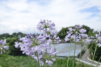 soku_27399.jpg :: 植物 花 紫の花 