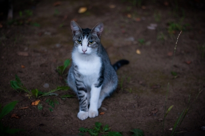 soku_27416.jpg :: 動物 哺乳類 猫 ネコ 
