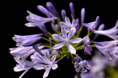 soku_27439.jpg :: 植物 花 紫の花 