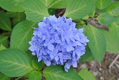 soku_27447.jpg :: 植物 花 紫陽花 アジサイ 