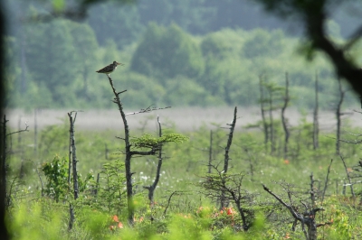 soku_27461.jpg :: 動物 野鳥 自然の鳥 オオジシギ 湿地 湿原 戦場ヶ原 