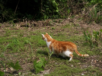 soku_27468.jpg :: 動物 哺乳類 猫 ネコ 