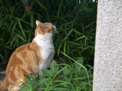 soku_27470.jpg :: 動物 哺乳類 猫 ネコ 