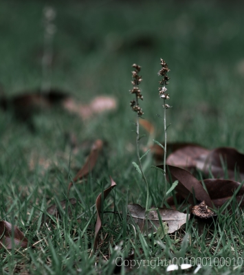 soku_27472.jpg :: 植物 草葉 枯れ葉 
