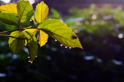 soku_27512.jpg :: 植物 草葉 葉脈 風景 自然 水滴 